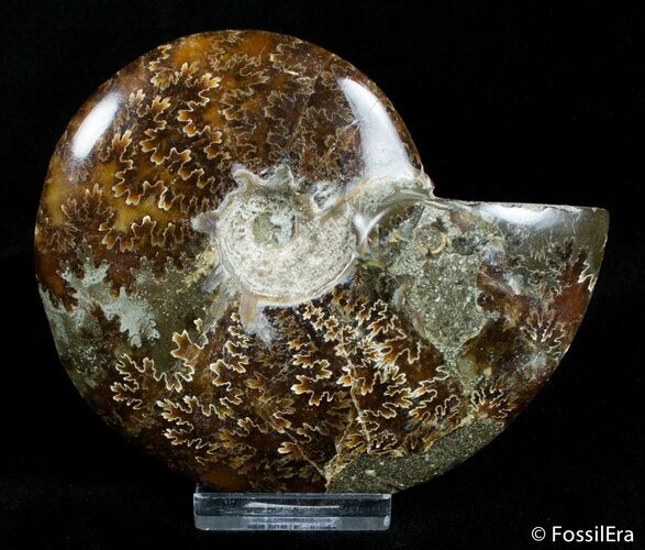 / Inch Polished Ammonite From Madagascar #2909